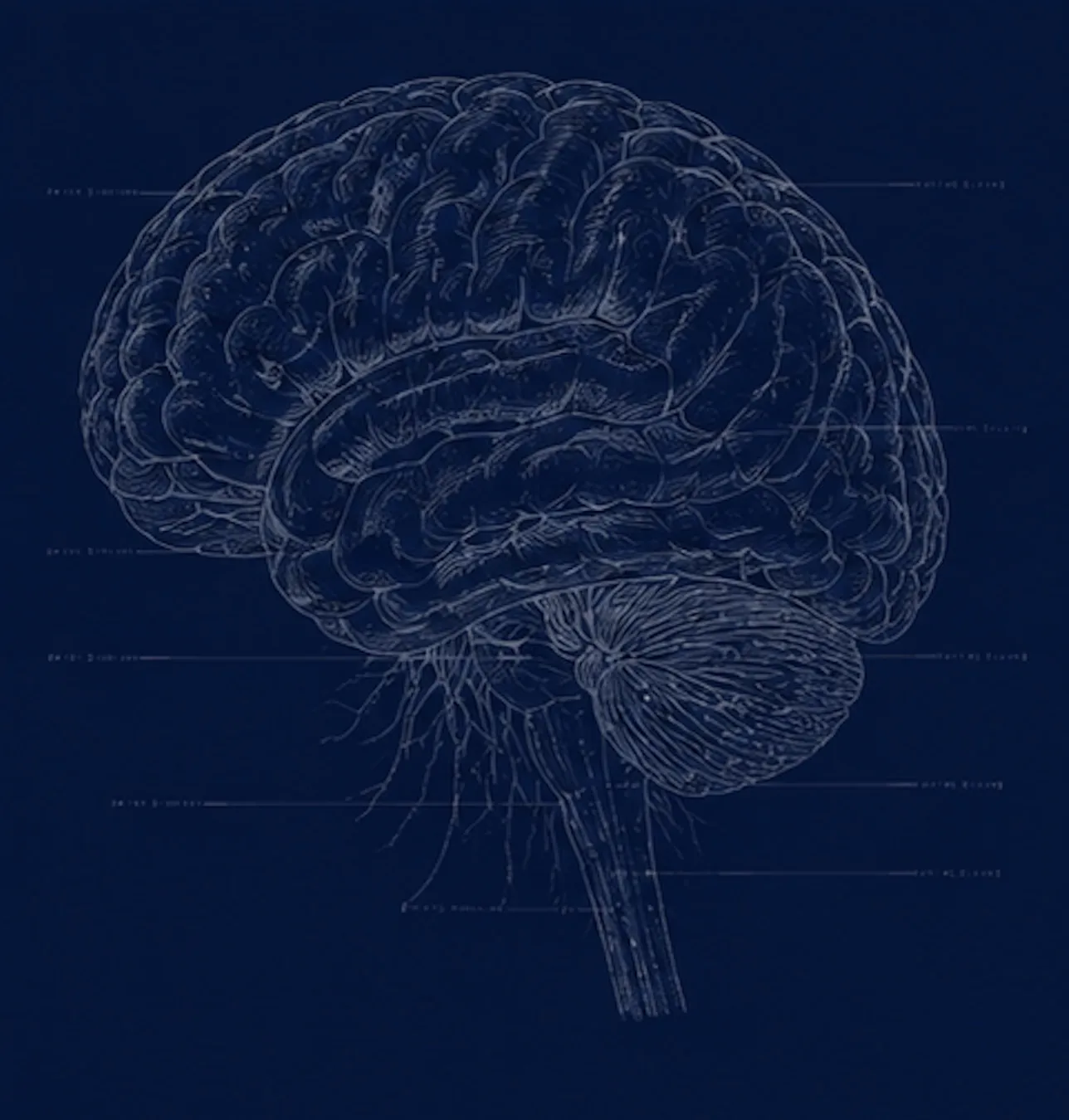 Lateral view of the brain, volumetric imaging