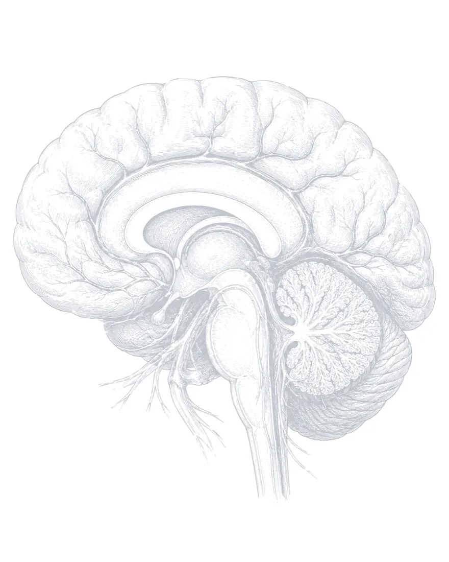 Medial view of the human brain, anatomical engraving